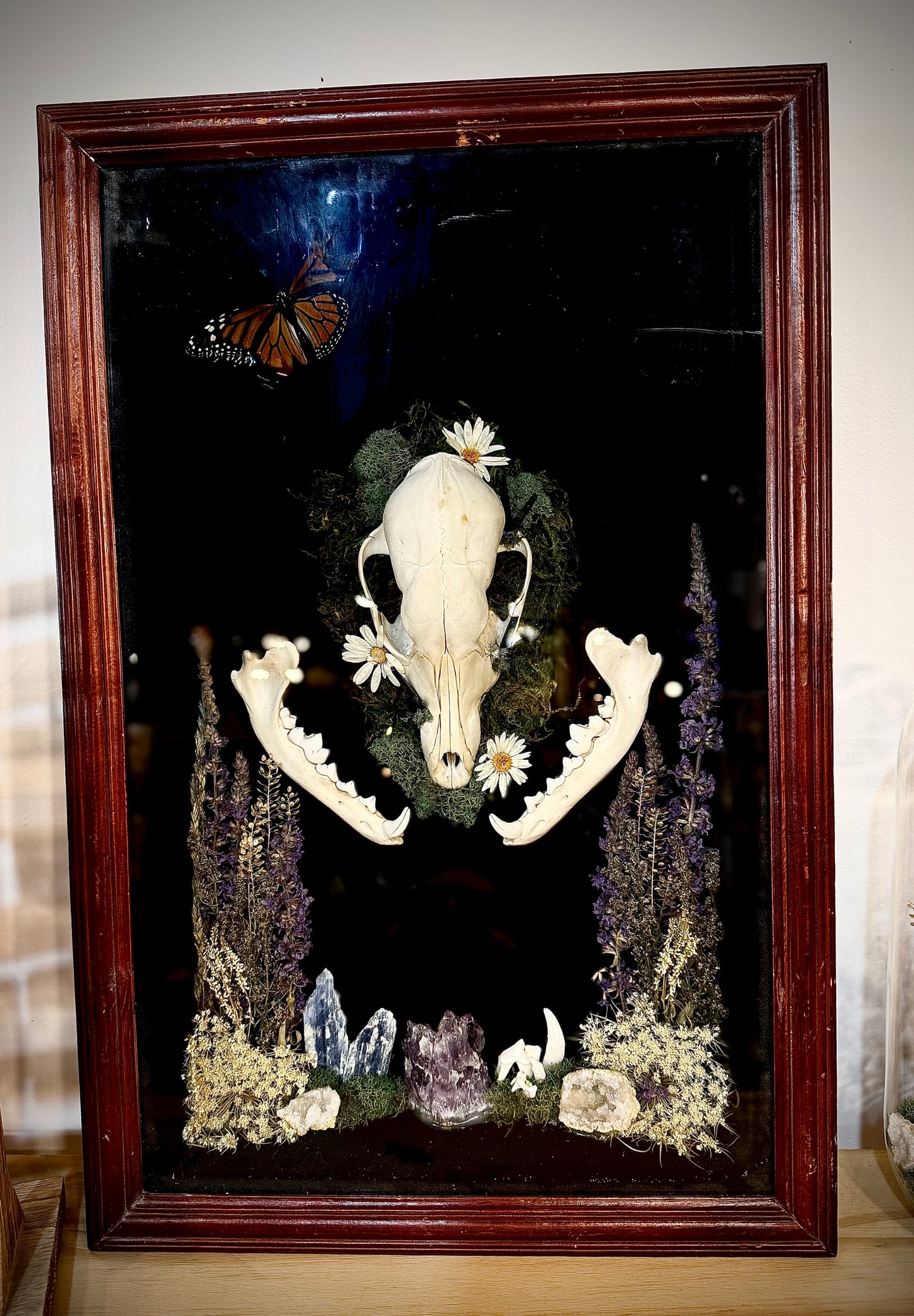 Coyote skull with corpse crystals and Monarch