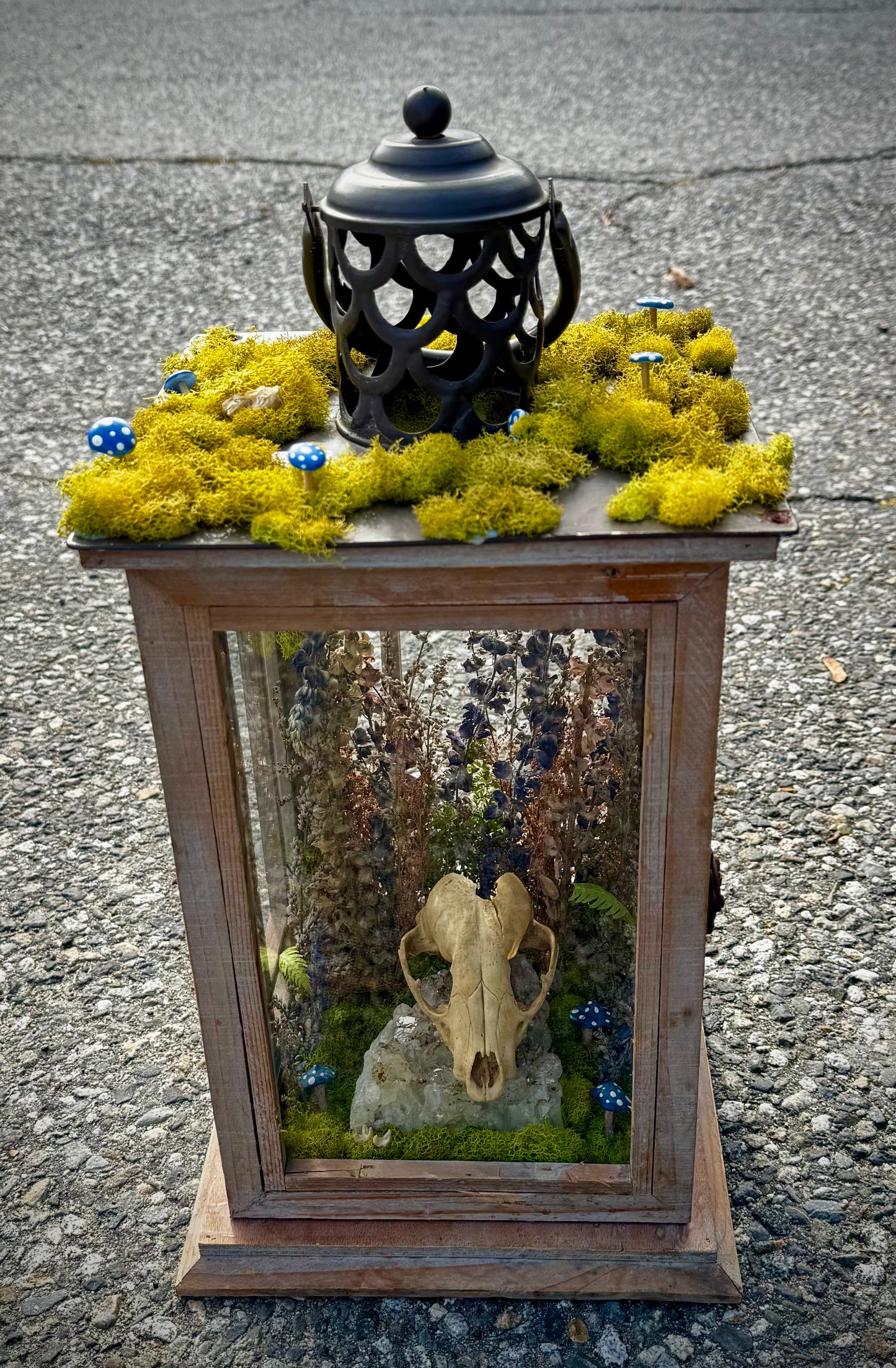 Raccoon lantern
