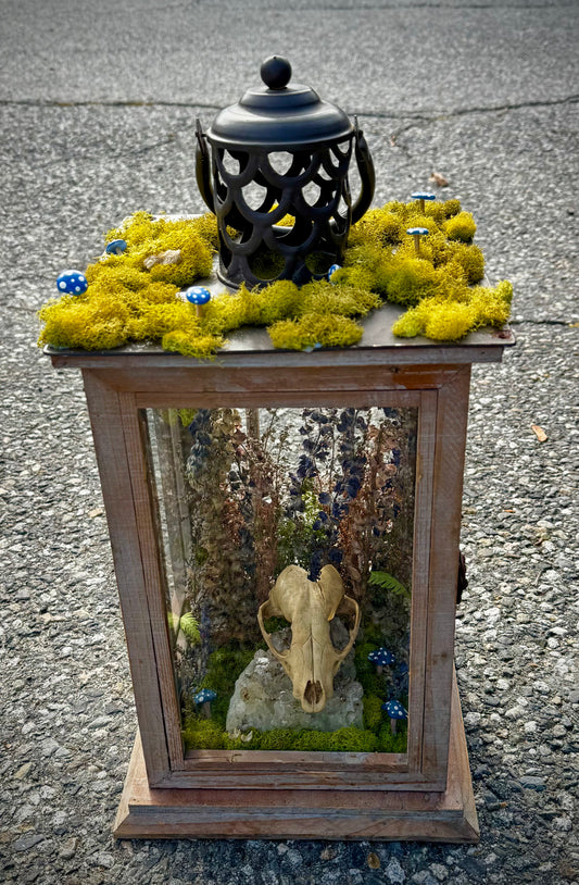Raccoon lantern
