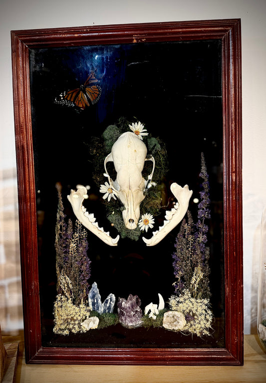 Coyote skull with corpse crystals and Monarch