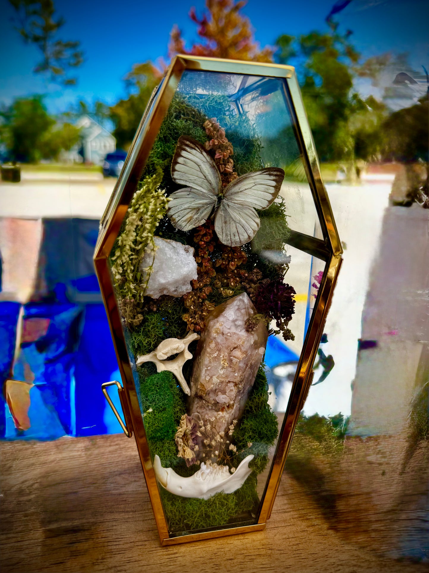 Great Southern White butterfly with flower agate double point, vertebra, and jawbone in coffin